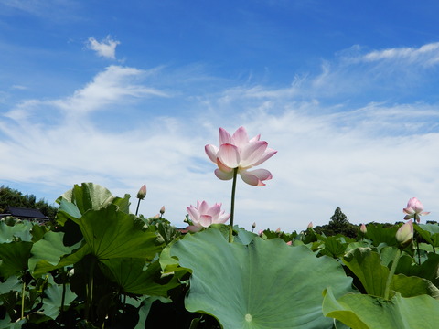 DSCN8732