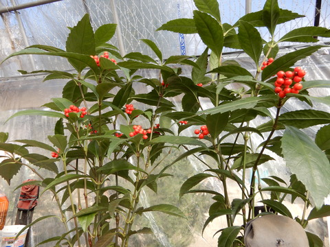 DSCN6634