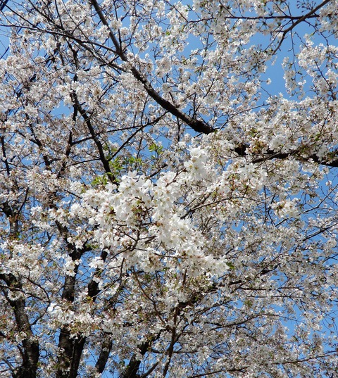 桜３
