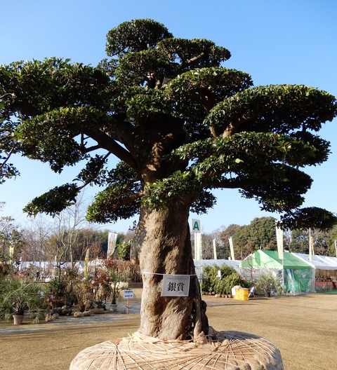 uekimaturi