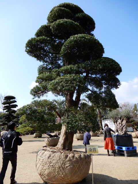DSCN3388