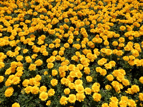 DSCN5650