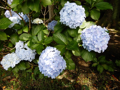 DSCN4551