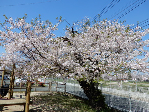 DSCN3771