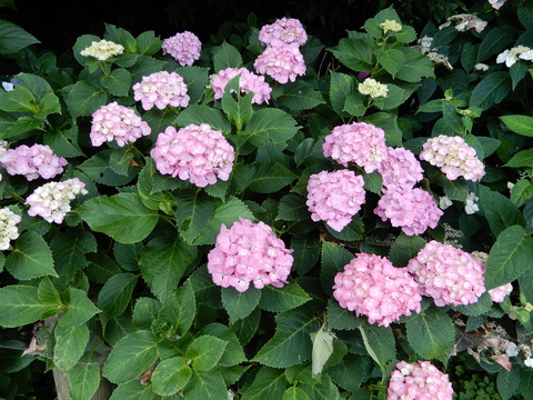 DSCN5756