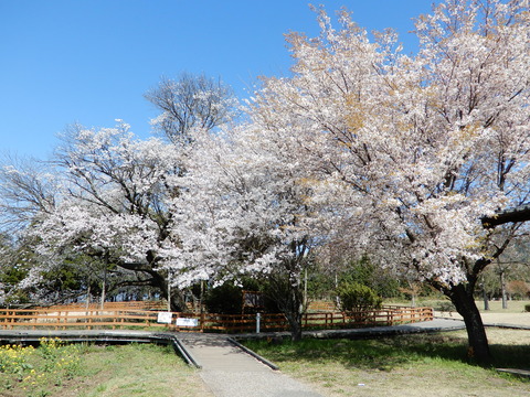 DSCN4260