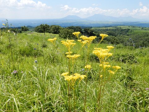 DSCN8766