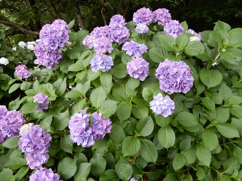 DSCN5763