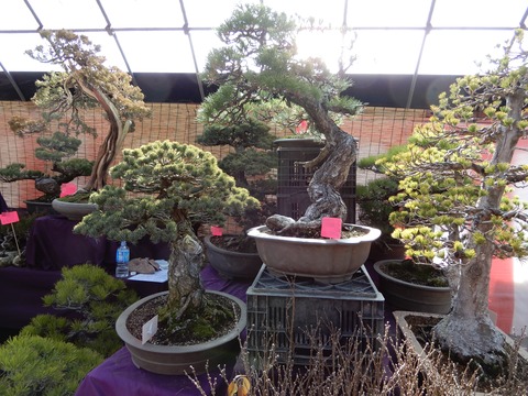 植木２