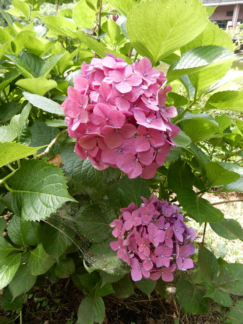 DSCN4545