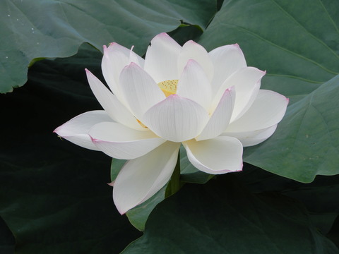 DSCN4718