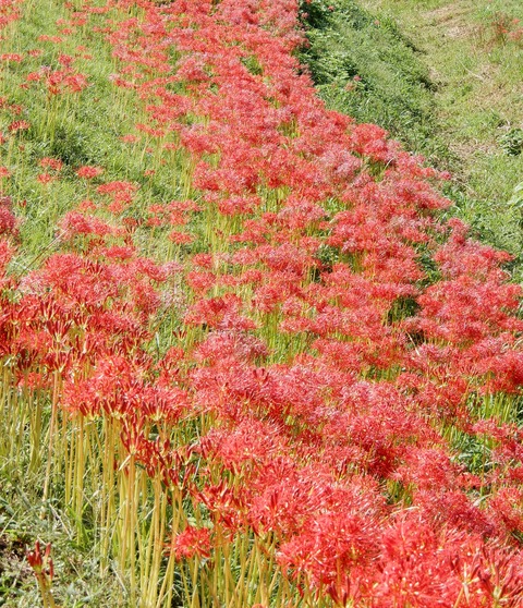 彼岸花