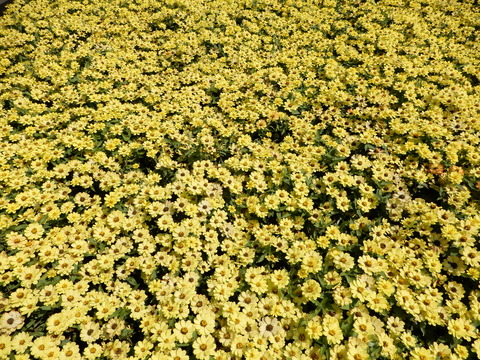 DSCN5633