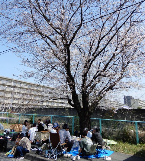桜祭り４