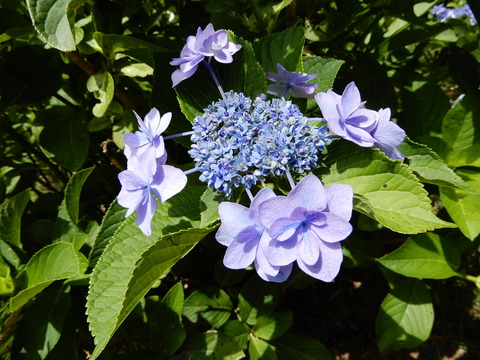 DSCN4550