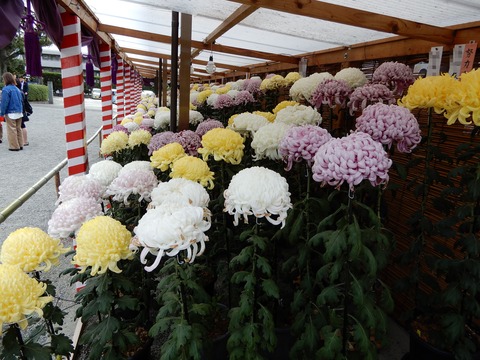 菊花展６