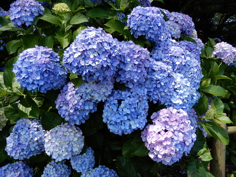 DSCN9799