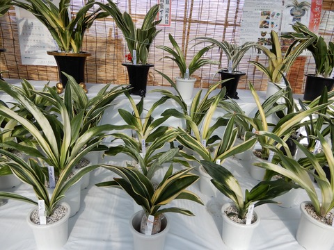 植木９