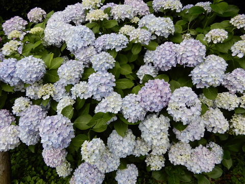 DSCN5788