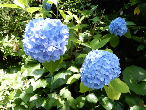 DSCN5743