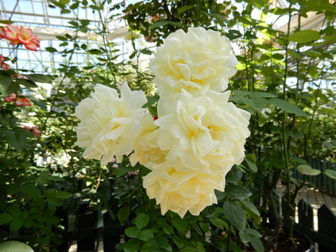 DSCN4933