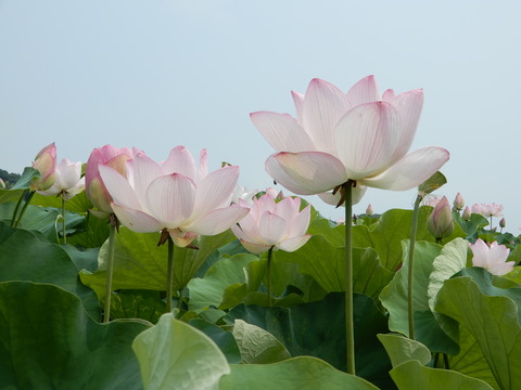 DSCN9951