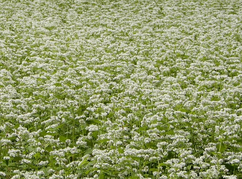 そばの花