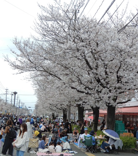 桜