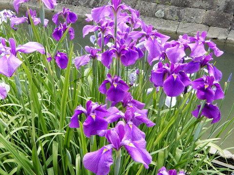 DSCN7305