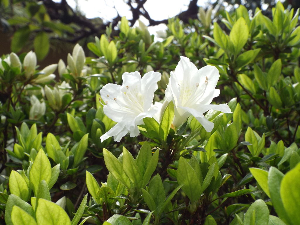 イメージ 5