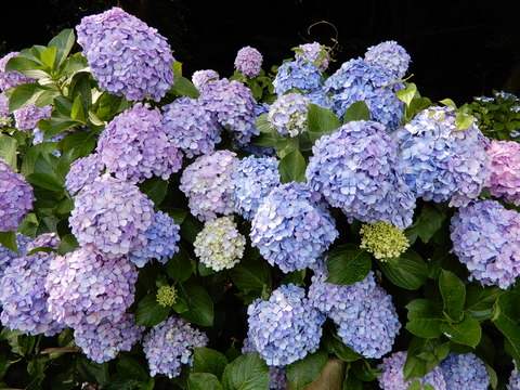 DSCN9798