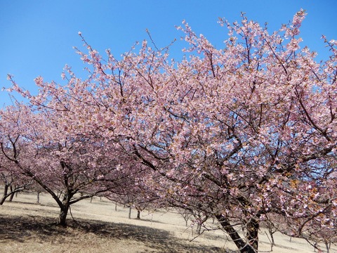 河津桜２