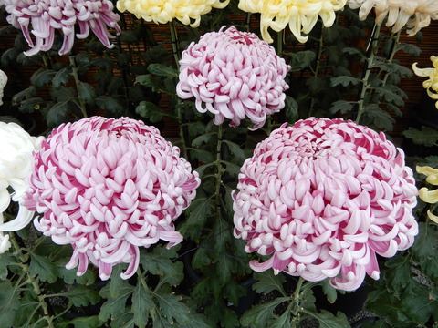 DSCN3294