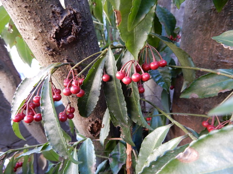DSCN3954
