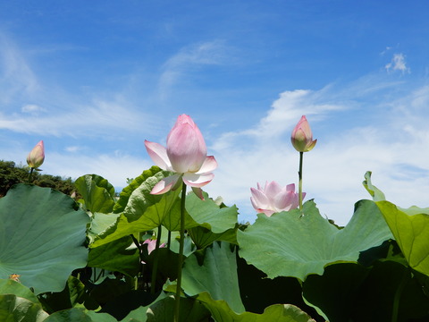 DSCN8725