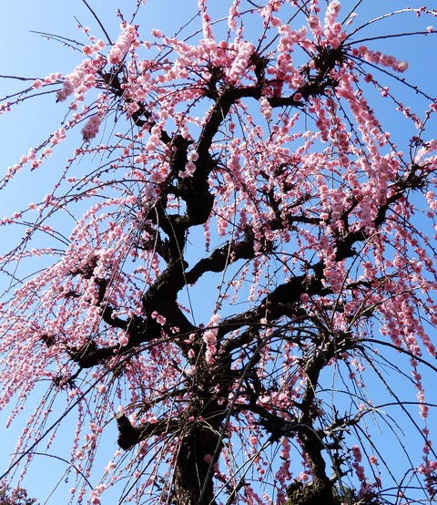 紅梅