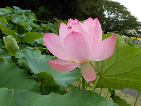 DSCN7428