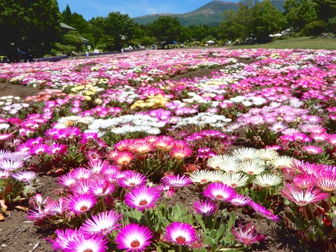 花公園