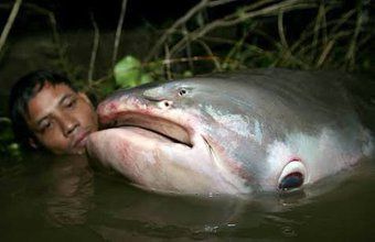 彡 この白身魚のムニエルうまかったなぁ ん パンガシウス 三度の飯よりご飯