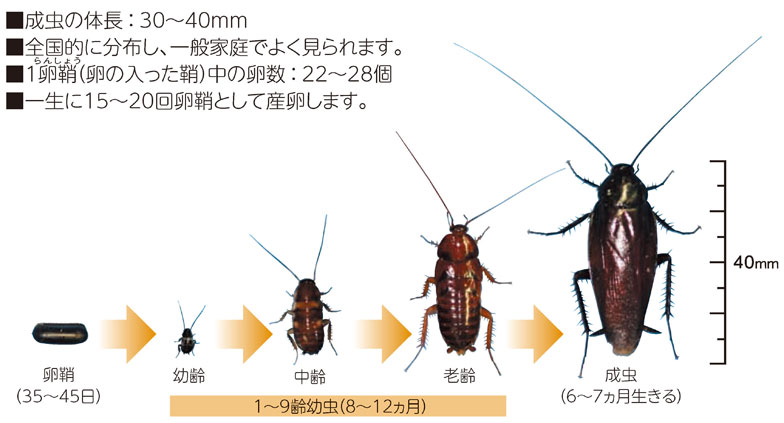 害虫 ココア淹れて飲んだらすげープチプチする 知らないうちに シバンムシ 死番虫 が繁殖 三度の飯よりご飯 害虫 ココア淹れて飲んだらすげープチプチする 知らないうちに シバンムシ 死番虫 が繁殖 三度の飯よりご飯