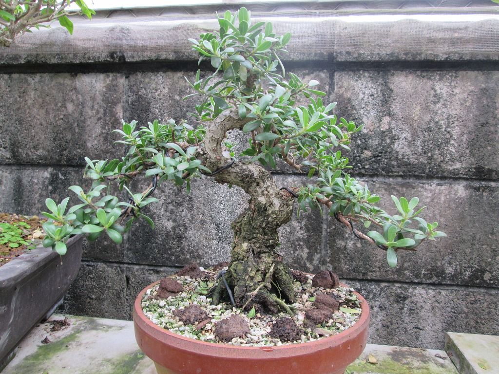 浜紫檀 はましたん ハマシタン 樹高：約24cm 浜紫檀（ハマシタン）について｜浜紫檀(ハマシタン)・ミズガンビの事は