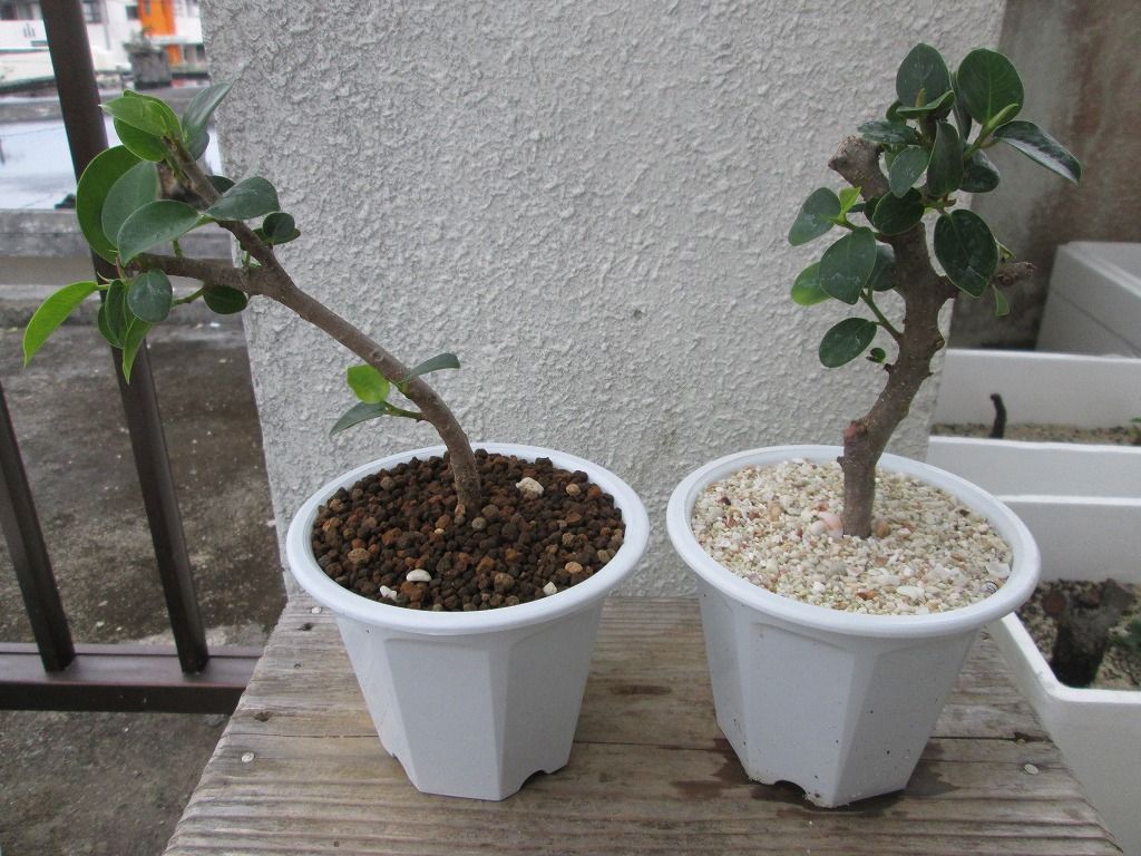 パンダガジュマルぱんだがじゅまる 若葉 丸葉 小葉 鉢植え 2種類 ヤフオク盆栽出品情報局 パンダガジュマルぱんだがじゅまる 若葉 丸葉 小葉 鉢植え 2種類 ヤフオク盆栽出品情報局