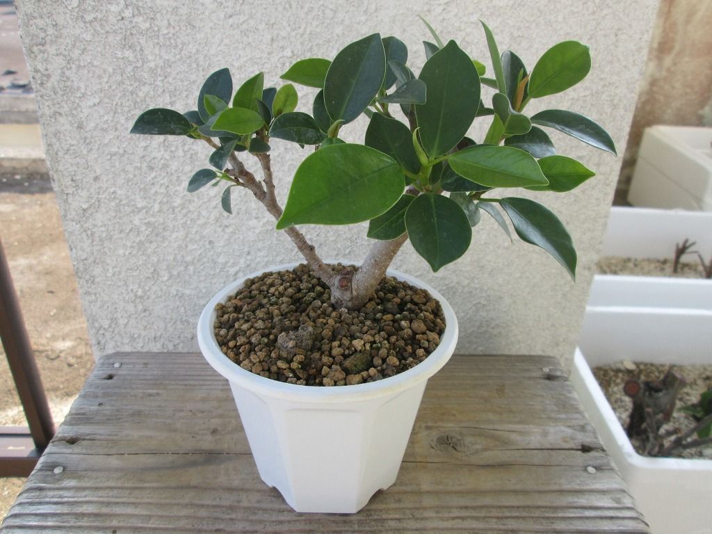 若葉の黒幹ガジュマル がじゅまる 枝 ミニ 鉢植え ヤフオク盆栽出品情報局 若葉の黒幹ガジュマル がじゅまる 枝 ミニ 鉢植え ヤフオク盆栽出品情報局