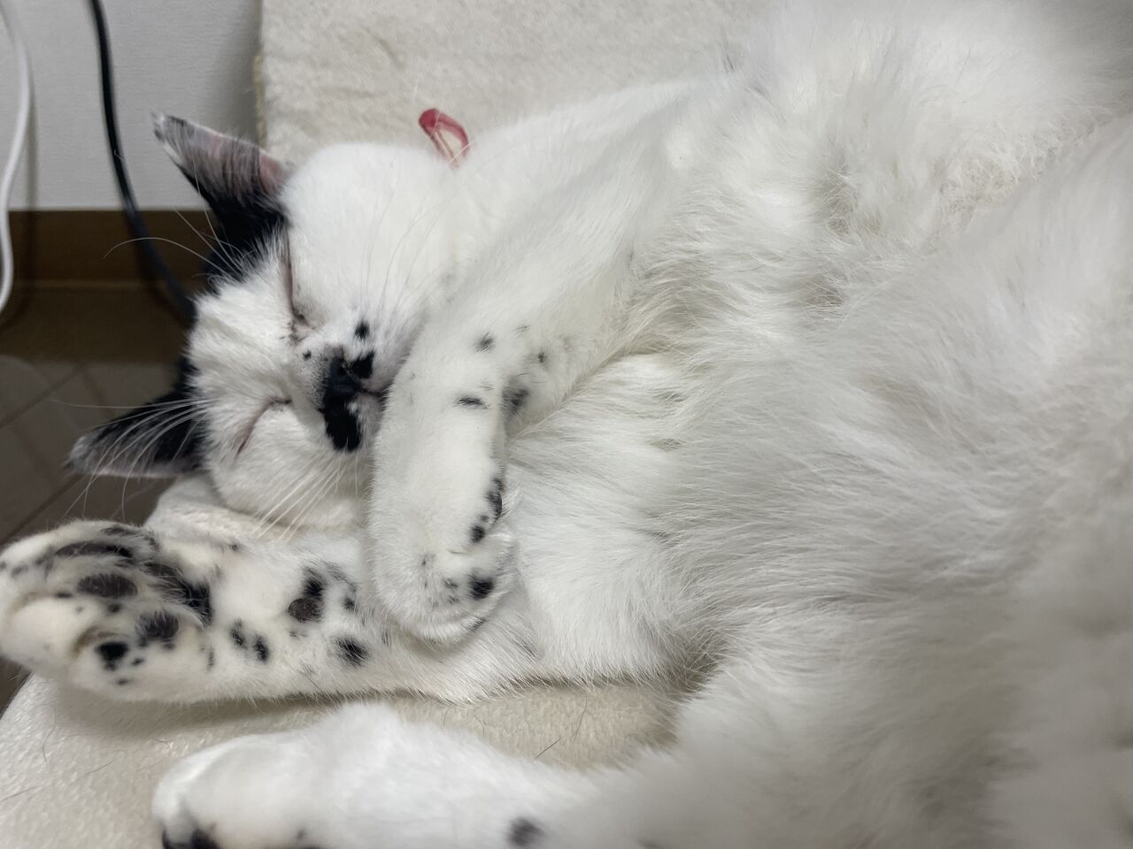 年の瀬と椅子奪われと猫ズ融合バグ 3匹の猫と