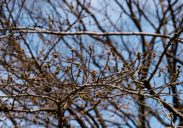 桜のつぼみ