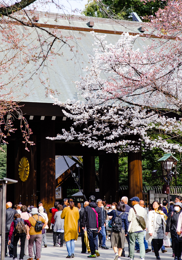 靖國神社の桜