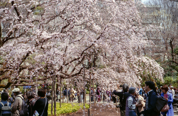 桜
