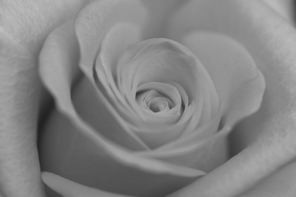 薔薇