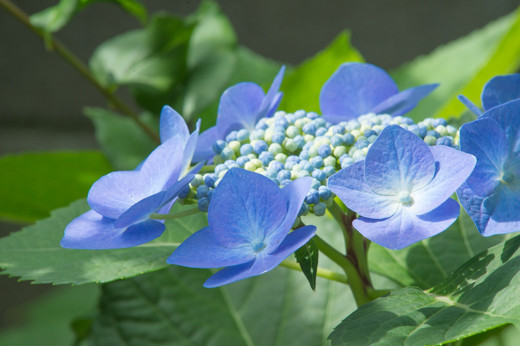 紫陽花