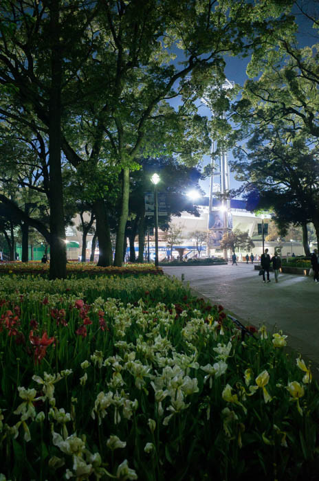 もう、そろそろの花
